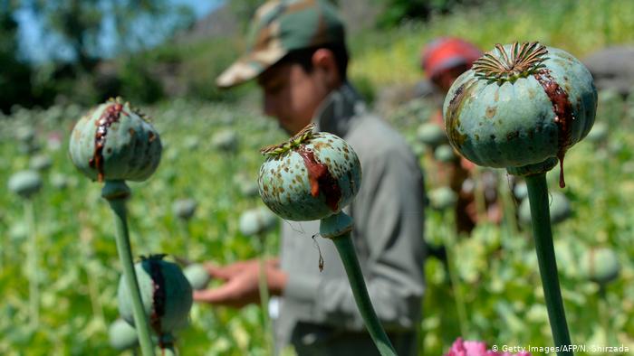 An opium farm in Afghanistan
